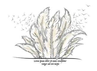 feathers with text. Vector illustration
