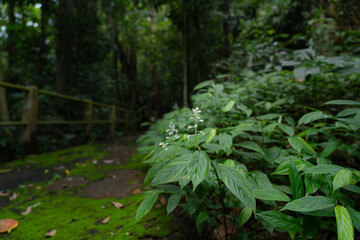 Fototapeta premium A large leafy plant with small white flowers grows in large numbers in the rainy season of Thailand.