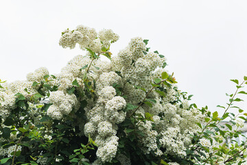 Blooming white flower bushes