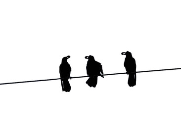 Three crows are sitting on a wire, holding nuts in their beaks. Silhouettes, black and white, deleted background.