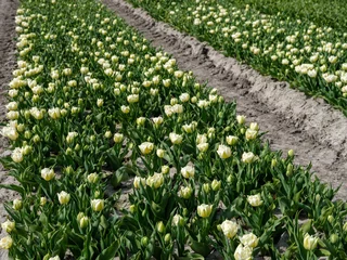 Deurstickers Tulpenveld in Heerhogowaard, Noord-Holland © Holland-PhotostockNL