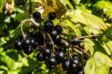 Bush of black currant with black ripe berries