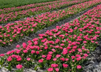 Tuinposter Tulpenveld in Heerhogowaard, Noord-Holland © Holland-PhotostockNL