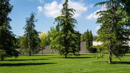 Fototapeta na wymiar Beautiful himalayan cedar (Deodar Cedar, Himalayan Cedar) on green lawn. City Park 