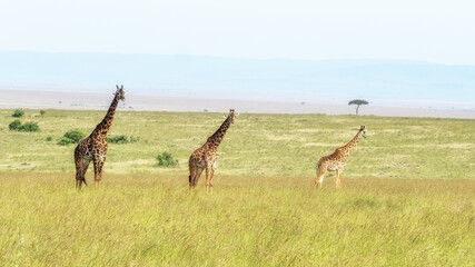 Three giraffes in the grasslands of the Masai Mara, Kenya