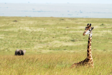 Giraffe resting in the long grass of the Masai Mara with an elephant in the background