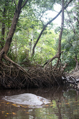 river in the forest