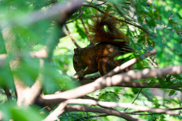 La ardilla de cola roja (Sciurus granatensis, también llamada a veces ardilla colirroja) es un miembro neotropical del género Sciurus. Se le encuentra en Costa Rica, Panamá, Colombia, Ecuador, Trinida