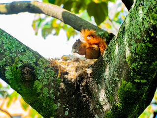 La ardilla de cola roja (Sciurus granatensis, también llamada a veces ardilla colirroja) es un miembro neotropical del género Sciurus. Se le encuentra en Costa Rica, Panamá, Colombia, Ecuador, Trinida
