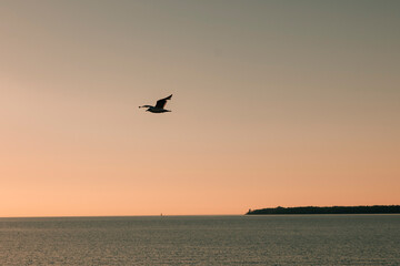 Fototapeta na wymiar seagull in sunset