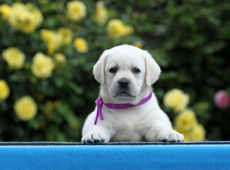a sweet yellow labrador puppy on the blue