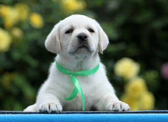 sweet yellow labrador puppy on the blue