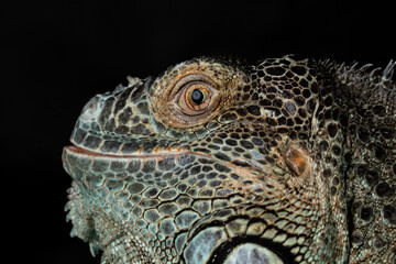 Male American Green Iguana (Iguana iguana)