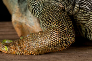 Fototapeta premium Male American Green Iguana (Iguana iguana)
