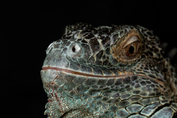 Male American Green Iguana (Iguana iguana)