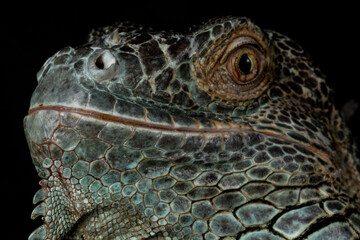 Male American Green Iguana (Iguana iguana)