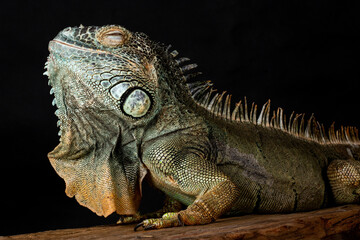 Male American Green Iguana (Iguana iguana)