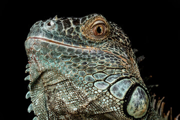 Fototapeta premium Male American Green Iguana (Iguana iguana)
