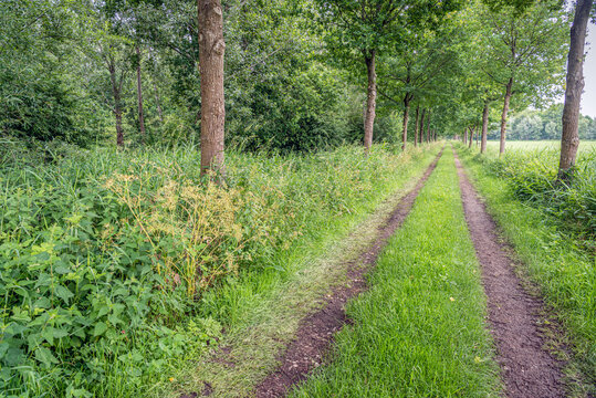 Wheel tracks on a sandy path along a forest. The photo is raken on a cloudy day in the beginning of the Dutch summer season.