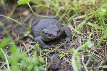 toad in the grass