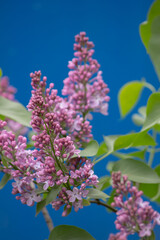 Lilac branches of lilac on a blue background