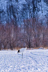A  red crowned crane and snow cover landscape around small forest in the morning, Kushiri, Winter, Hokkaido, Japan.