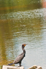 side view, far distance of a double-crested cormorant bird, standing on a concrete block on the shoreline of a tropical lake searching for next fish meal