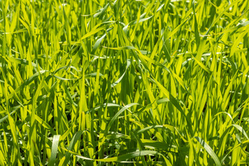 Bright green beautiful herbal natural natural background for banner and design