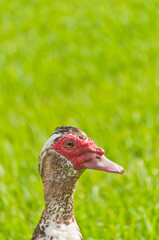 front view, medium distance of a muscovy duck walking on a grassy, tropical, lake shore