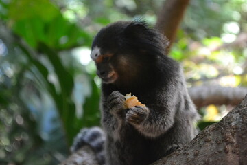 marmoset