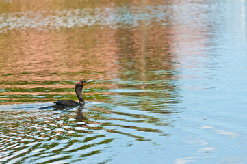 side view, far distance of a single double-crested cormorant swimming in calm waters of a tropical lake