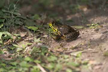 frog on the ground
