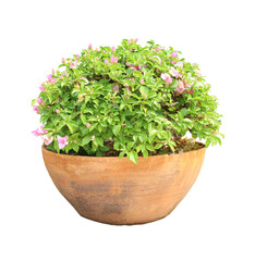 Flower bush pot tree isolated tropical plant with clipping path.