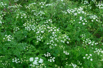 Elderberry flowers