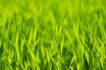 Fototapeta na wymiar Abstract artistic blurred background of green fresh grass in the rays of the sun. Spring and summer green background for banner and text