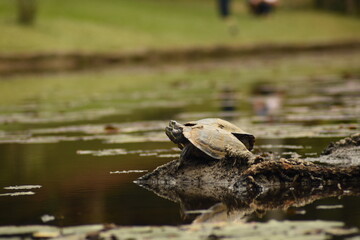 Fototapeta premium turtles