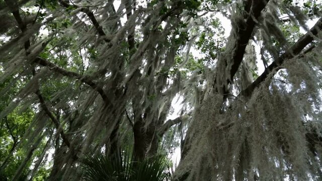 Looking up at a tree covered in Spanish moss being gently blown by the wind on a cloudy gray day, dolly shot