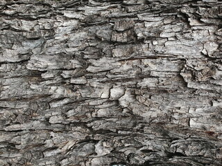 Background image of brown bark of a large tree that is not smooth (rough) naturally. bark background texture Peel the bark of a cracked tree.
