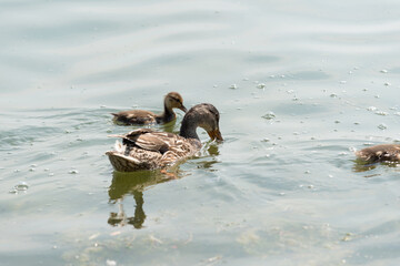duck and ducklings