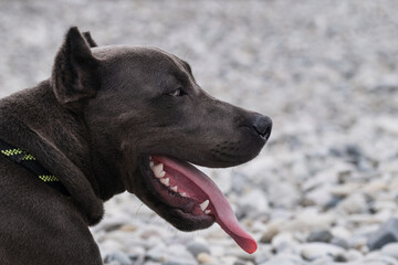 Blue pit bull puppy with cropped ears on pebble beach. Portrait of American pit bull terrier in...