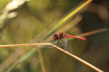 una libellula rossa su un filo d'erba secco