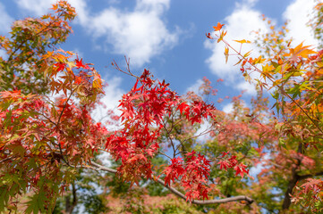 Blue sky and autumn leaves