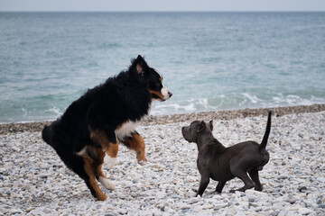 Two charming friendly family dog breeds in game. Puppy of American pit bull terrier of blue color plays with large Bernese Mountain Dog on pebble beach on coast.