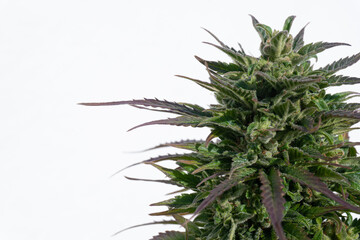 Outdoor medical marijuana flower with white background.