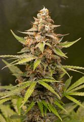 Legal and medical marijuana cups, indoor cultivation close to harvest date.