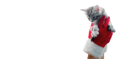 christmas kitten in santa claus hands in red gloves. Portrait striped maine coon cat banner with...