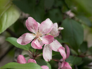 Pink and white apple blossom on green blurred background