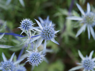 Eryngium planum | Touffes de chardon bleu ou panicaut à feuilles planes à fleurs en petites têtes rondes bleu azur sur hampes bleutées ramifiées et décoratives