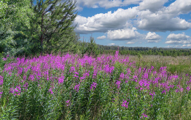 View of a meadow with a pink cloud of blooming willow-herb flowers, pine trees, a deep sky with cumulus clouds and a forest in the distance. Summer landscape. Blooming flowers of willow-tea. 