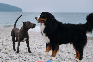 Two charming friendly family dog breeds in game. Puppy of American pit bull terrier of blue color plays with large Bernese Mountain Dog on pebble beach on coast. Get acquainted and smell each other.